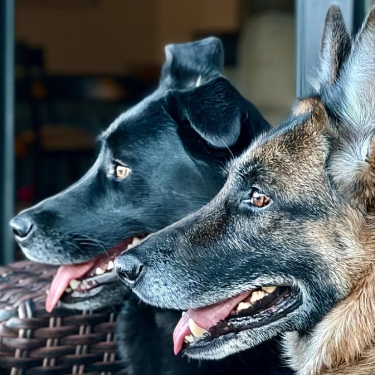 Nash and Koda
