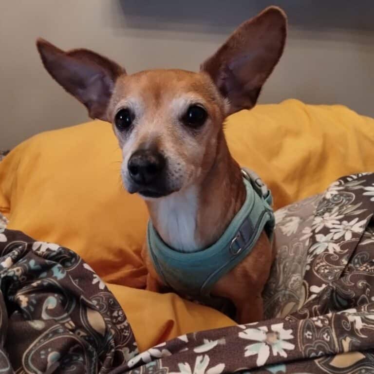 Bella