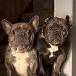 Bo and Penny