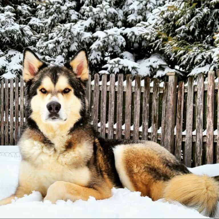 Kiba