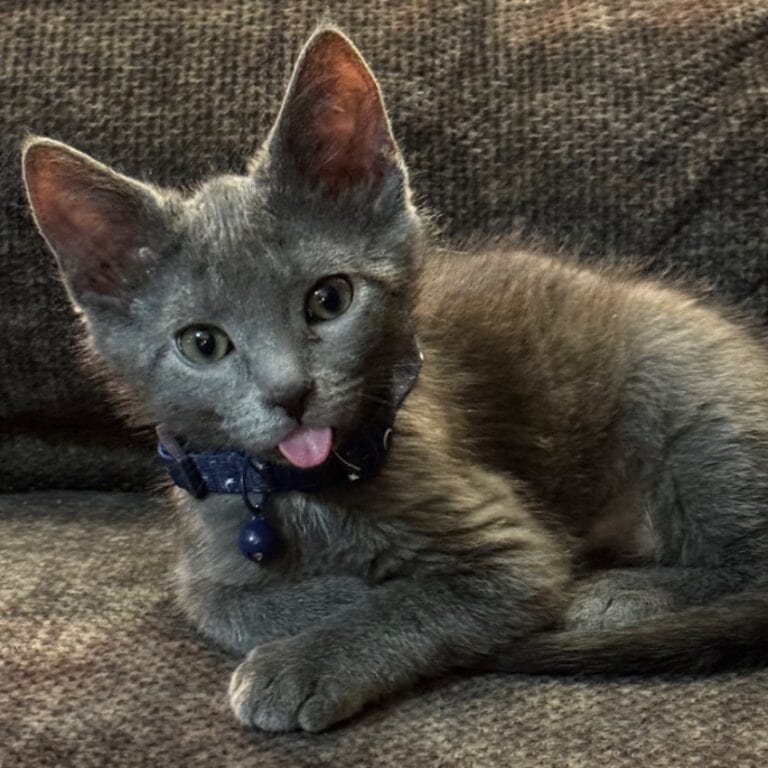 Niko