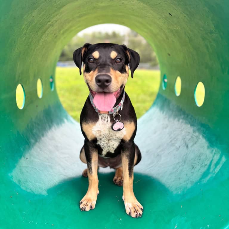 Rosie