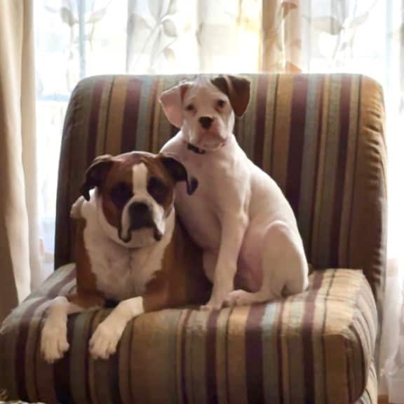 Ivy and Phoebe
