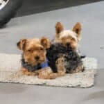 Gypsy and Auggie