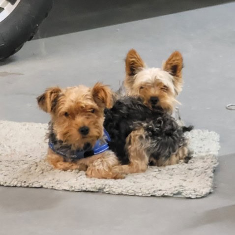 Gypsy and Auggie