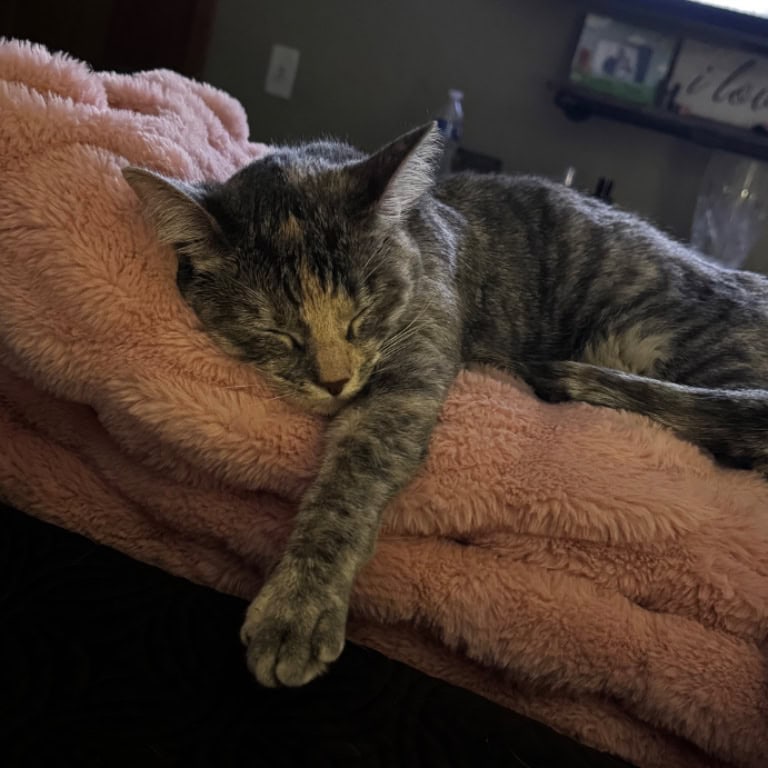 Phoebe