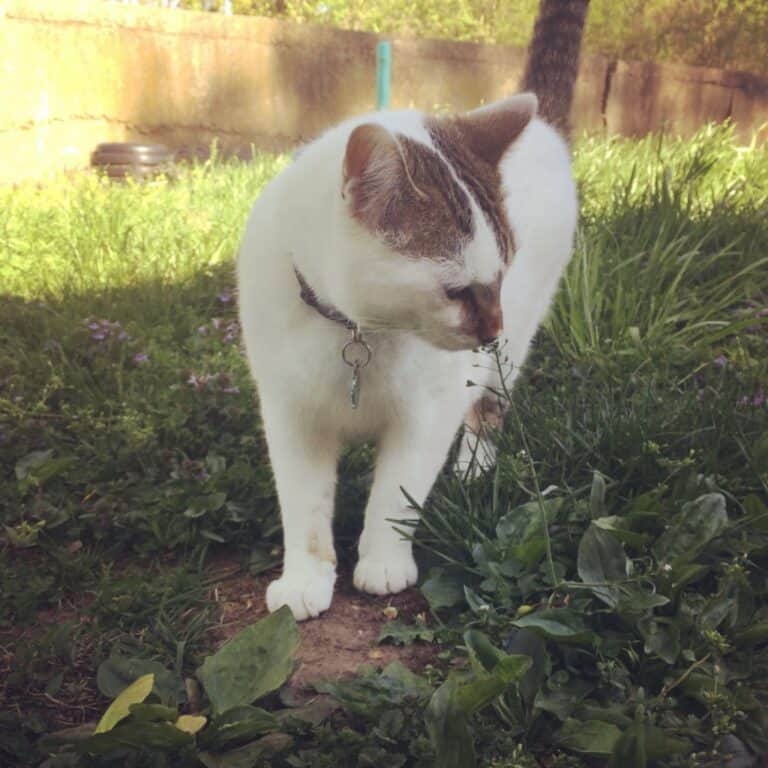 Odin